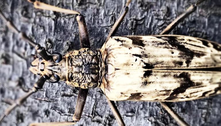 A black and tan longicorn beetle on a dark grey surface