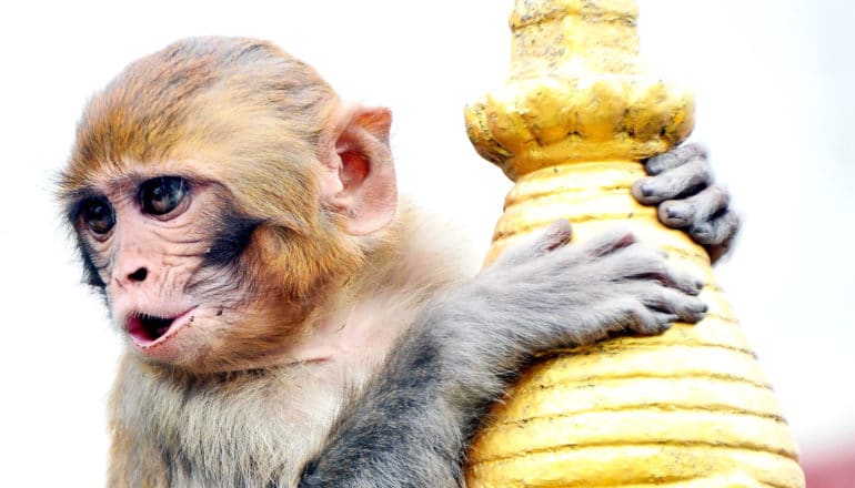 A monkey looks off to its right as it hangs onto a golden spire