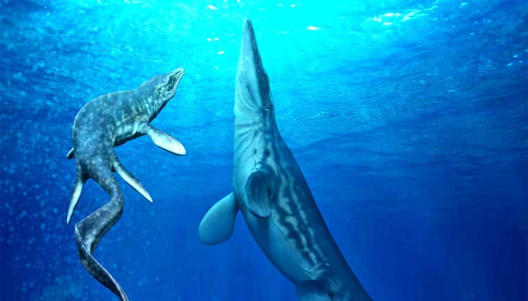 Two mosasaurs swim towards the ocean's surface