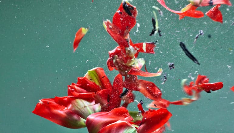 A red flower bursts apart against a green background