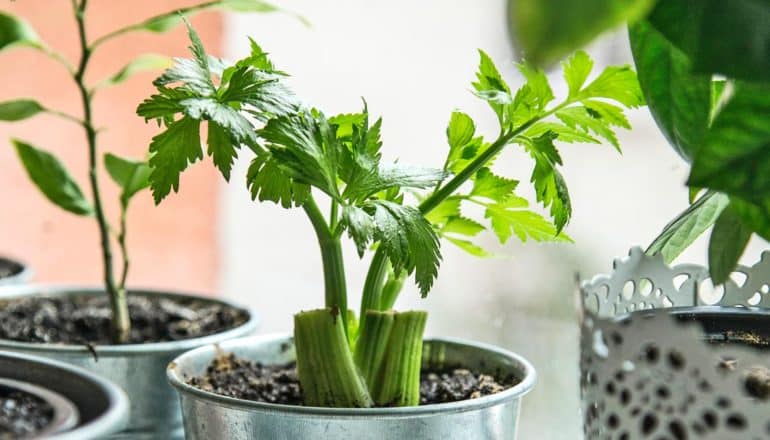 celery stump repotted in soil and growing new leaves