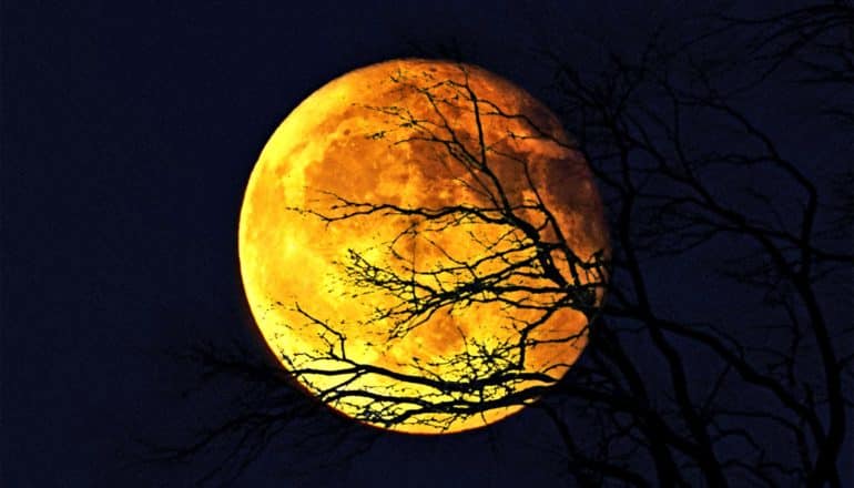 The moon looks yellow and orange in the night sky, with tree branches stretching over it