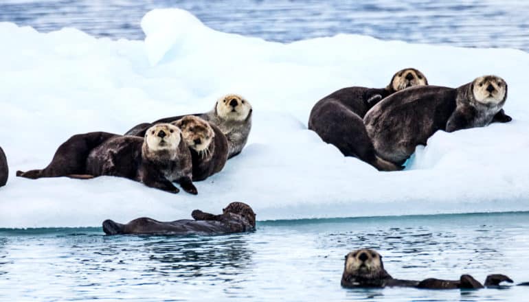 Sea otters in Alaska sit on a floating chunk of ice