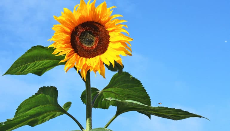 A bright yellow sunflower stands against a bright blue sky