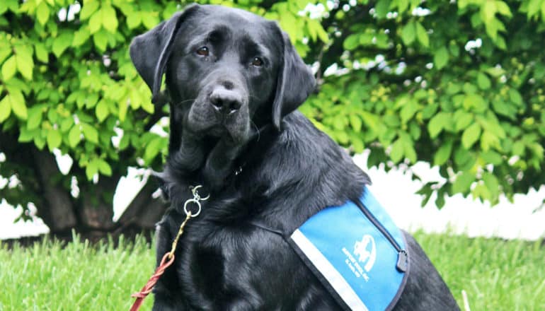 Rhett, the therapy dog, has a dark coat and a blue piece of fabric on his back labelling him a therapy dog
