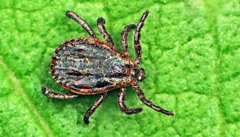 A brown tick crawls across a bright green leaf