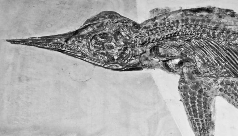 beaked head and flipper of dolphin-like reptile fossil