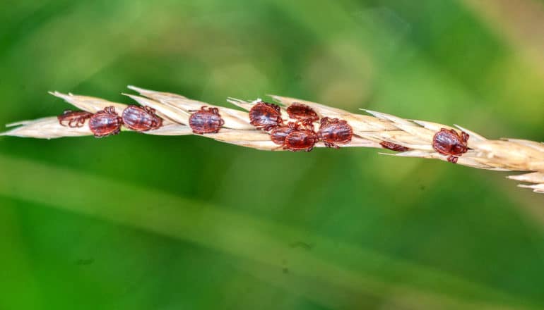 cluster of ticks on grass