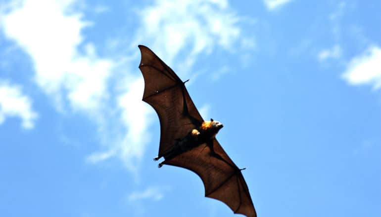 A bat flies across a bright blue sky