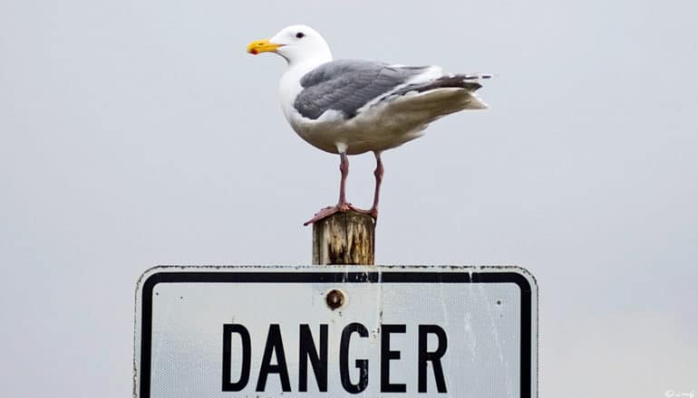 gull on "danger" sign