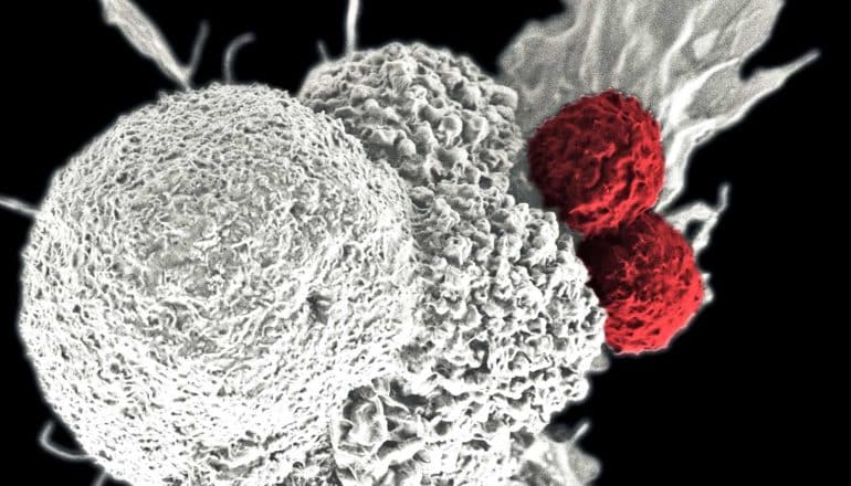 Red ball-shaped T cells latch onto a large white cancer cell on a black background