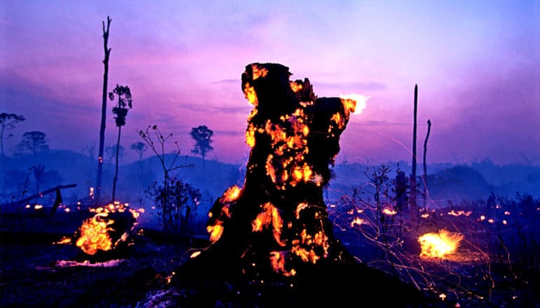 stumps in a forest are on fire against a purple sky at dusk