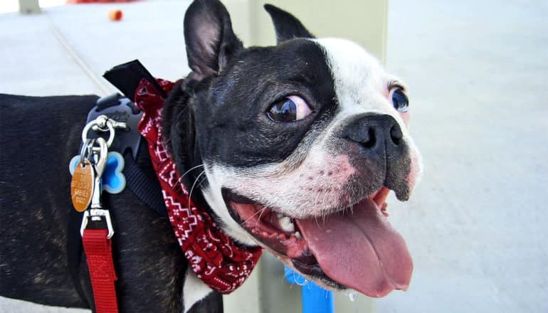 A dog with its tongue out looks over at the camera