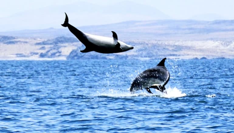 One dolphin leaps into the air and does a flip while another swims nearby