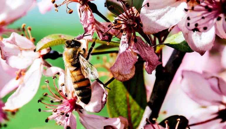 A honey bee hangs onto a flower on a tree