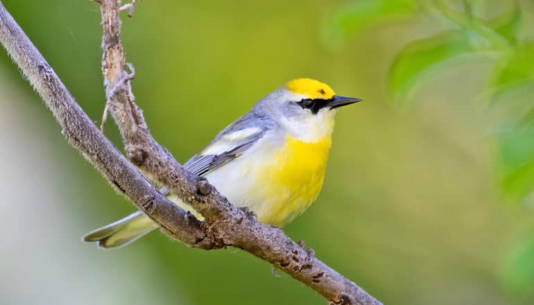 small bird on branch with yellow cap and breast, blue wings