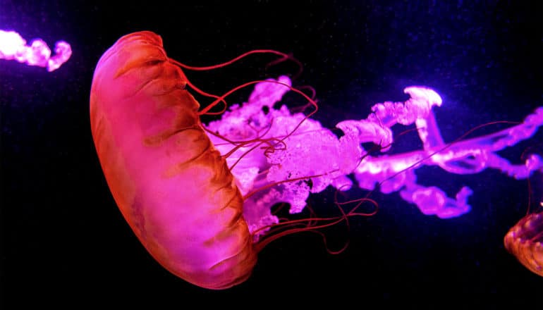 A pink jellyfish swims through dark water