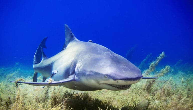 shark swimming low to the ocean floor