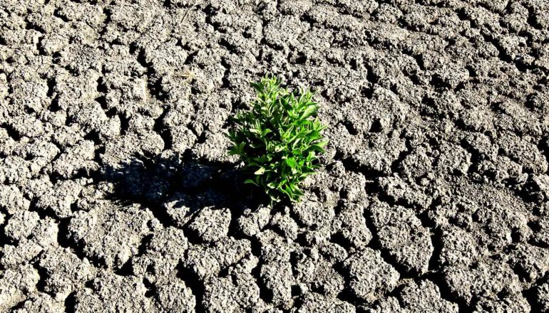 A drought-blighted, cracked field has one tiny green plant growing