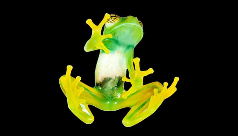 A bright green frog hangs on a surface against a black background