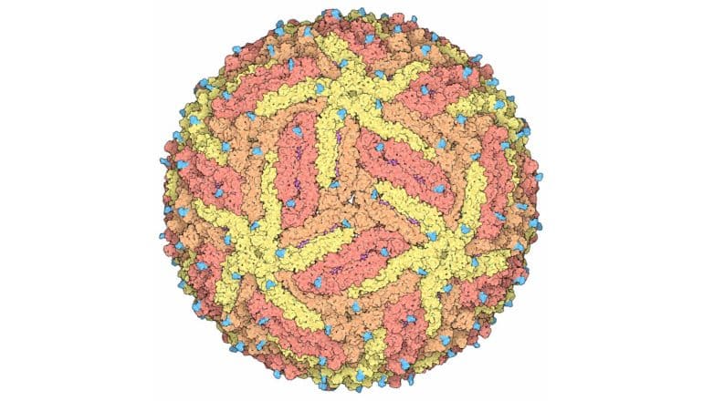 red, orange, yellow drawing of round virus