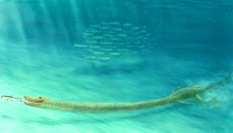 Tanystropheus stretches its long neck to eat a fish while swimming underwater