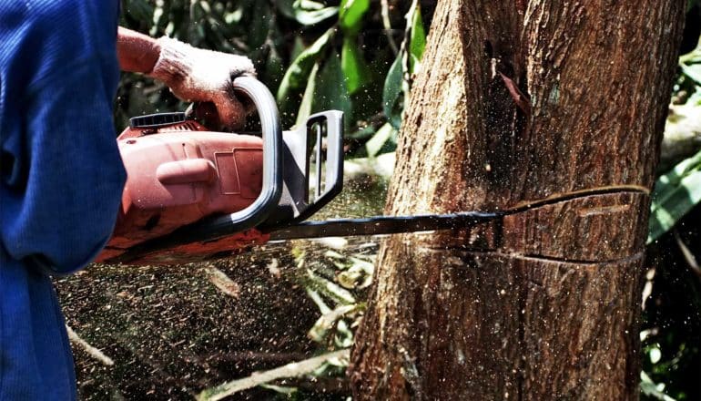 A person uses a chainsaw to cut down a rainforest tree