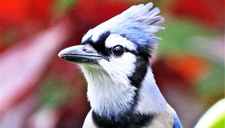 A blue jay ruffles its head feathers with red leaves in the background