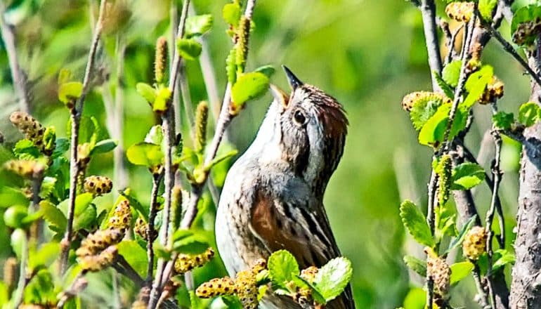 A swamp sparrow tilts its head back and sings while sitting among bright green leaves