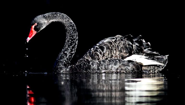 A black swan swims on dark water against a black background