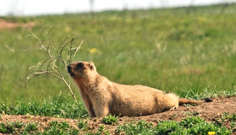 stretching marmot