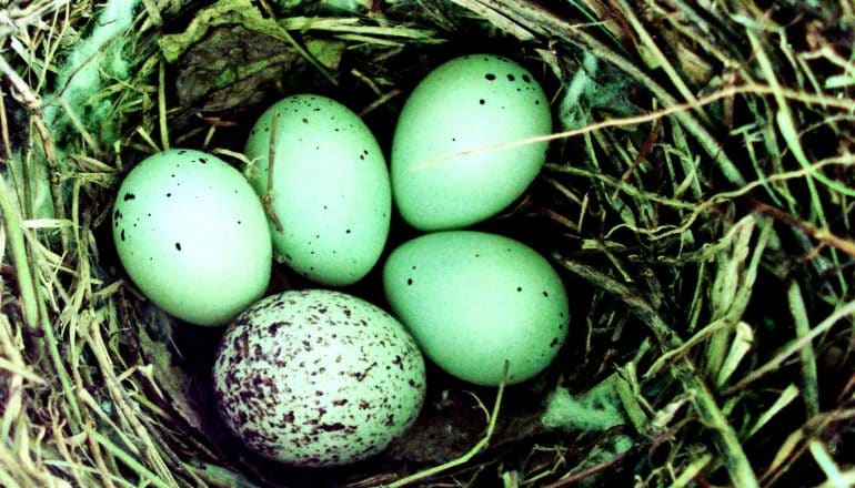 5 green eggs sit in a nest