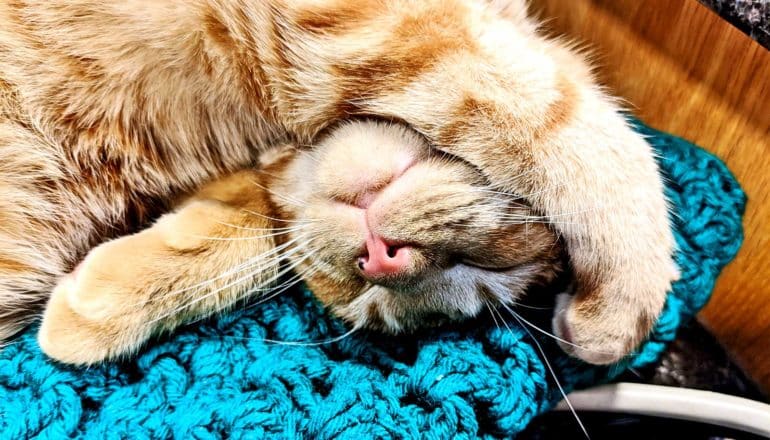 A cat covers its eyes with its arm while laying on a blue blanket