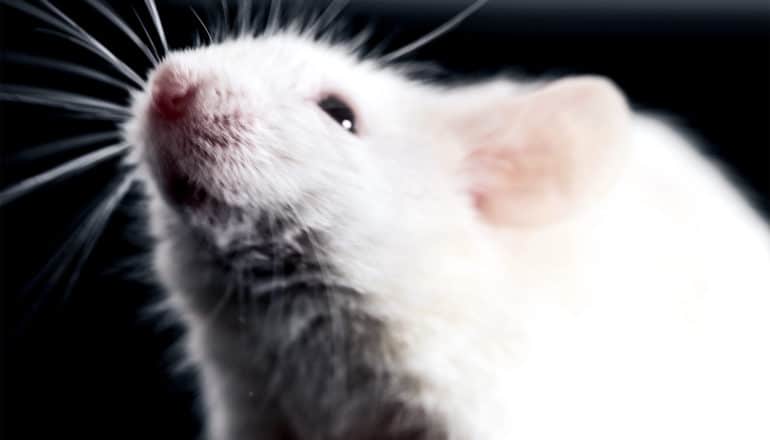 A white mouse looks upwards against a black background