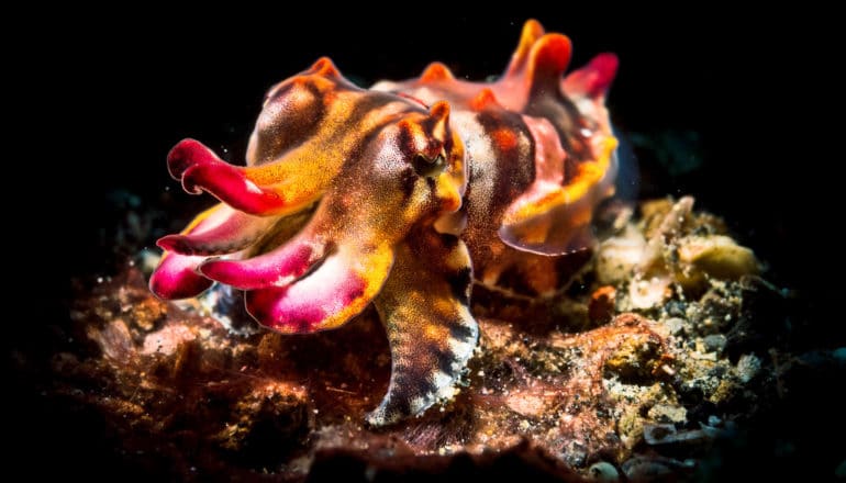 cuttlefish with pink, brown, orange coloration