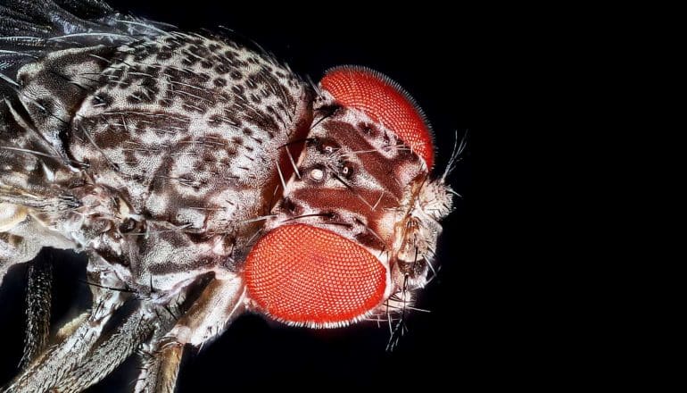 A fruit fly close-up against a black background