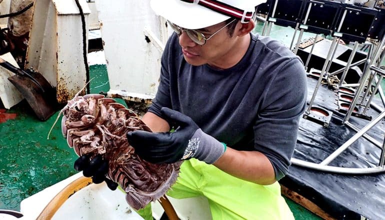 A researcher holds the new giant isopod, which is larger than his head