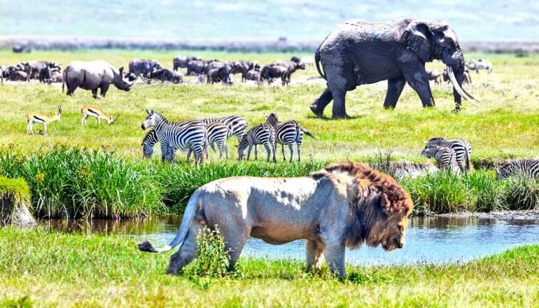 A lion stands on one side of a small pond with an elephant, zebra, and other animals on the other side