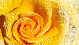 Close-up of a yellow rose shows droplets sitting on the petals