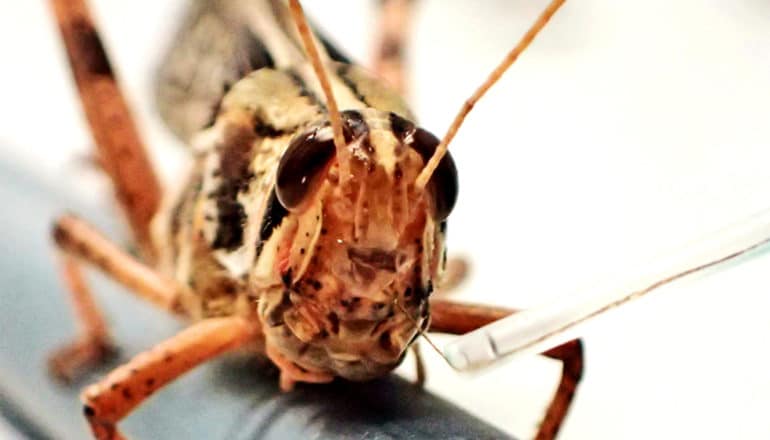 A locust on a white background has a wire running into its face