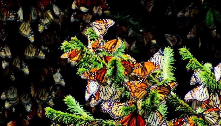 A huge number of orange and black monarchs cover tree branches