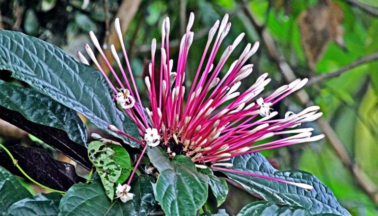 A purple flower grows from a mass of green leaves in a forest in New Guinea