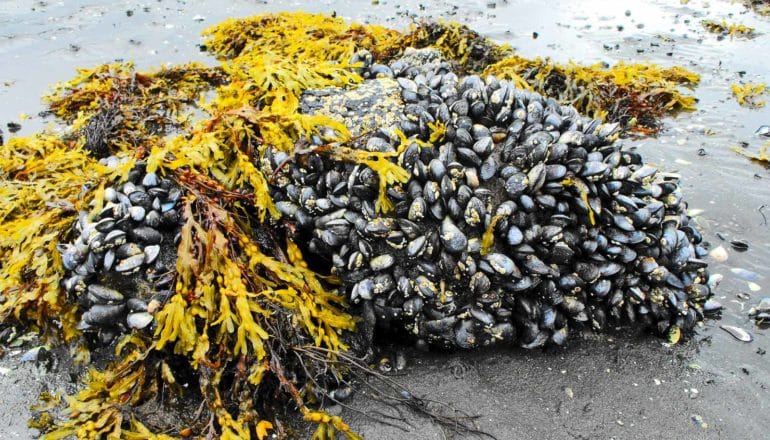 mussels on rock with seaweed