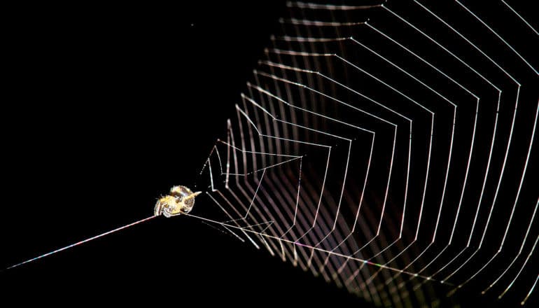 A slingshot spider holds onto a complex, angular web against a black background