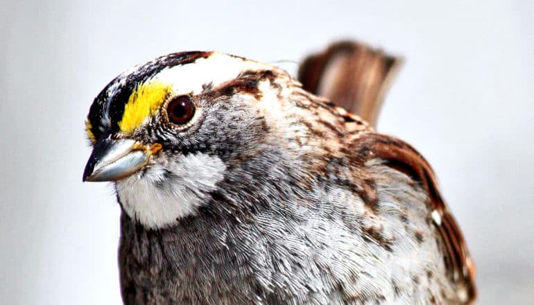 A white-throated sparrow looks into the camera with its head cocked