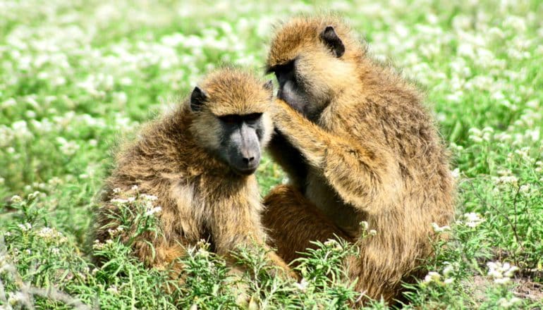 One baboon picks insects from another as they sit in a green field