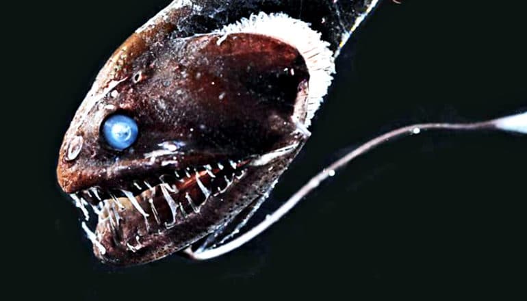 The dragon fish has a blue eye, sharp teeth, and dark skin against a black, deep-sea background