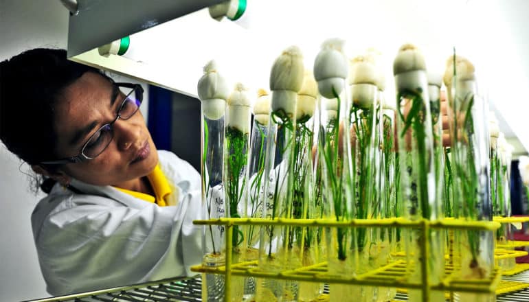 A scientist looks in at rice plants growing in tubes under a white light