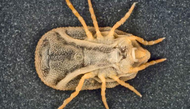 underside of leathery-looking tick