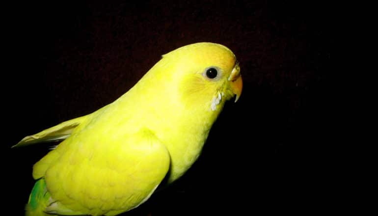 yellow bird